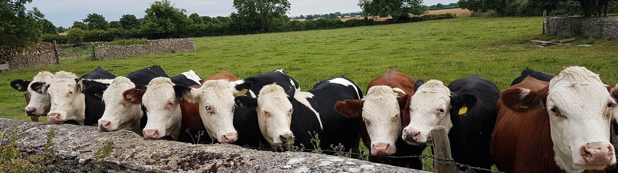Cows in the Cotswolds